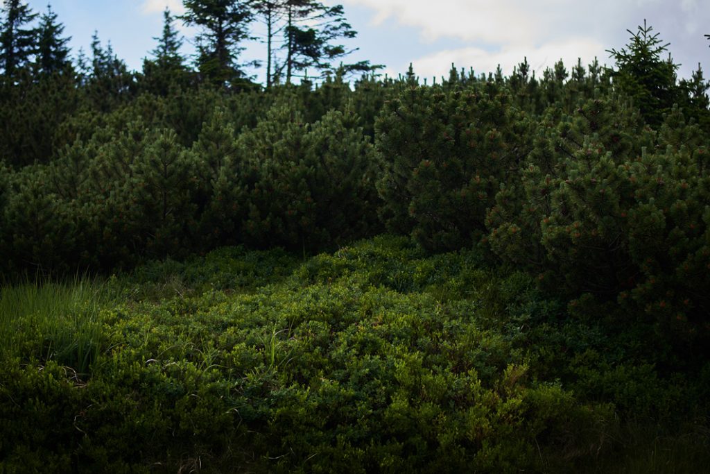 plener ślubny w Karpaczu